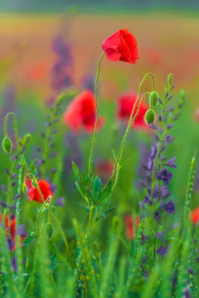 Campo Con Amapolas Rojas Flores Púrpuras Primavera — Foto de Stock