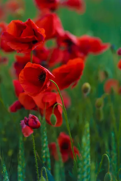 Flor Amapola Roja Entre Hierba Verde Día Soleado — Foto de Stock