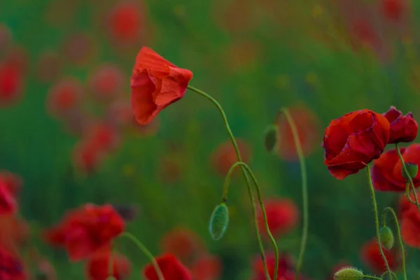 Flor Amapola Roja Entre Hierba Verde Día Soleado — Foto de Stock