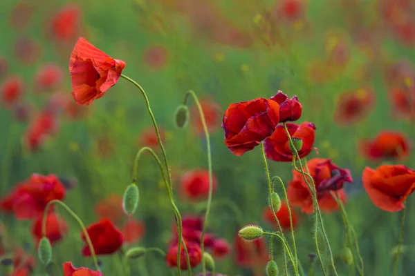 Flor Amapola Roja Entre Hierba Verde Día Soleado — Foto de Stock