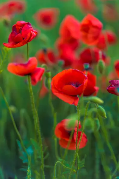 Amapolas Rojas Cerca Campo Verano Entre Hierba Verde — Foto de Stock