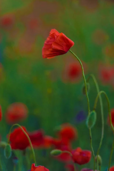 Червоні Маки Крупним Планом Полі Влітку Серед Зеленої Трави — стокове фото
