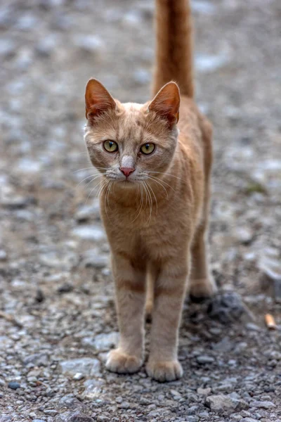 Sad Homeless Red Cat Street Close — Stock Photo, Image