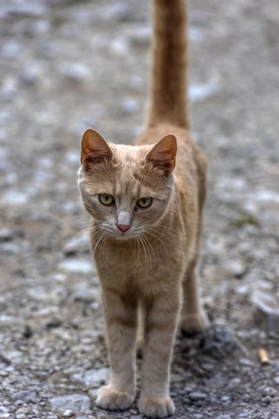 Ledsen Hemlös Röd Katt Gatan Närbild — Stockfoto