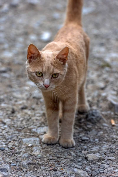 Sad Homeless Red Cat Street Close — Stock Photo, Image