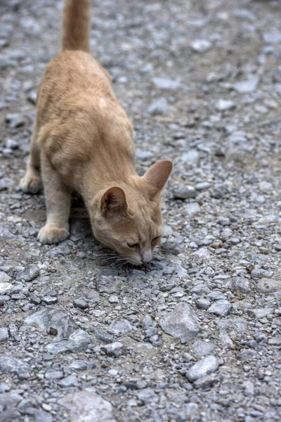Печальный Бездомный Красный Кот Улице Крупным Планом — стоковое фото