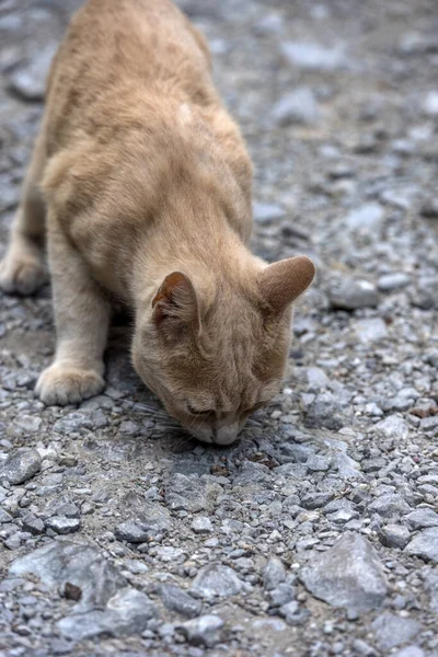 Печальный Бездомный Красный Кот Улице Крупным Планом — стоковое фото