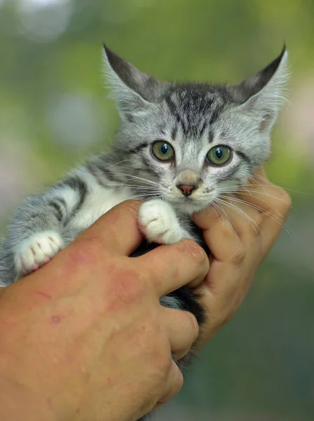 Bonito Cinza Com Branco Tabby Gatinho Mãos — Fotografia de Stock