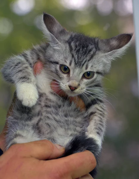 Schattig Grijs Met Wit Tabby Kitten Handen — Stockfoto