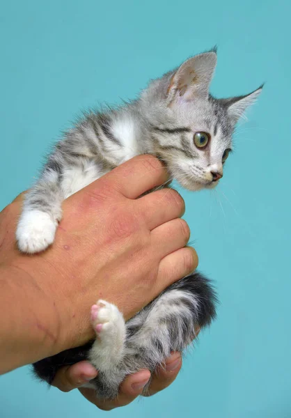 Cute Abu Abu Dengan Kucing Tabby Putih Tangan — Stok Foto