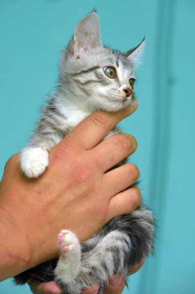 Schattig Grijs Met Wit Tabby Kitten Handen — Stockfoto