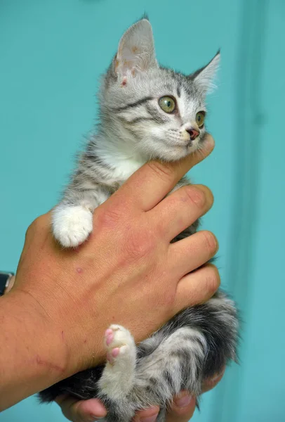 Schattig Grijs Met Wit Tabby Kitten Handen — Stockfoto