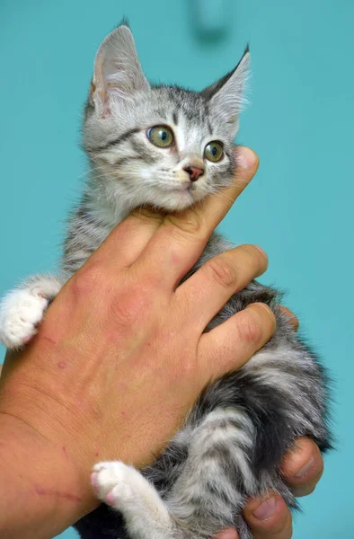 Bonito Cinza Com Branco Tabby Gatinho Mãos — Fotografia de Stock