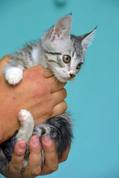 Bonito Cinza Com Branco Tabby Gatinho Mãos — Fotografia de Stock