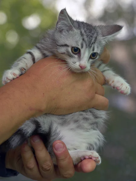 Bonito Cinza Com Branco Tabby Gatinho Mãos — Fotografia de Stock