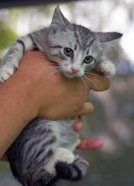 Bonito Cinza Com Branco Tabby Gatinho Mãos — Fotografia de Stock