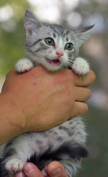 Χαριτωμένο Γκρι Λευκό Tabby Γατάκι Στα Χέρια — Φωτογραφία Αρχείου