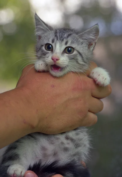 Χαριτωμένο Γκρι Λευκό Tabby Γατάκι Στα Χέρια — Φωτογραφία Αρχείου