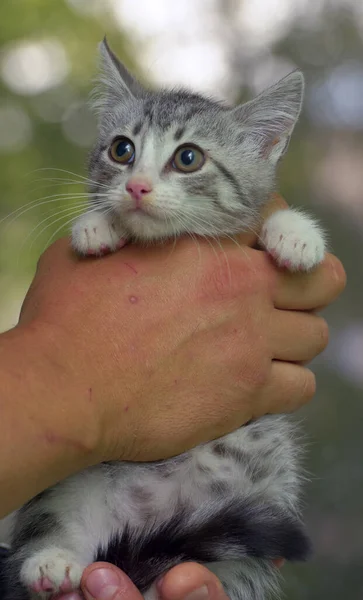 白いタビー子猫を手にしたかわいいグレー — ストック写真