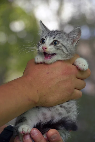 Lindo Gris Con Blanco Tabby Gatito Manos — Foto de Stock