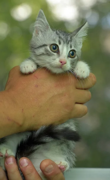 Schattig Grijs Met Wit Tabby Kitten Handen — Stockfoto