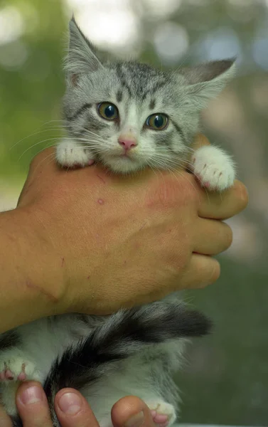 Χαριτωμένο Γκρι Λευκό Tabby Γατάκι Στα Χέρια — Φωτογραφία Αρχείου