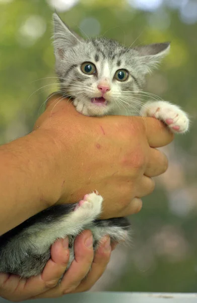可爱的灰色 手里拿着白胖的小猫 — 图库照片
