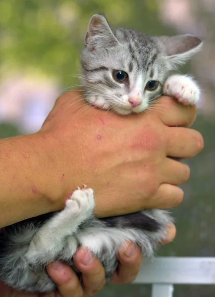 白いタビー子猫を手にしたかわいいグレー — ストック写真