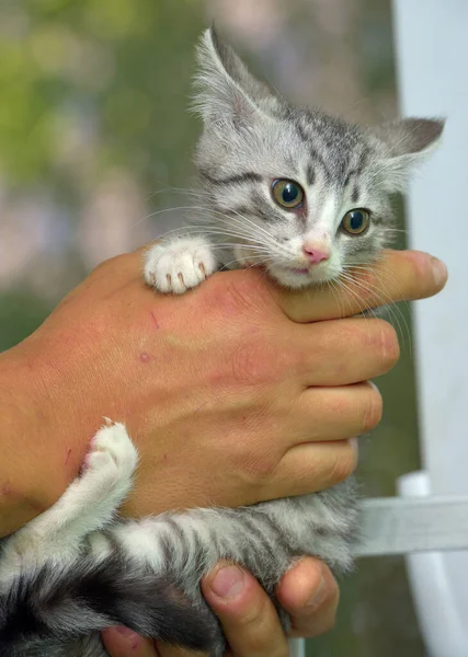 Bonito Cinza Com Branco Tabby Gatinho Mãos — Fotografia de Stock