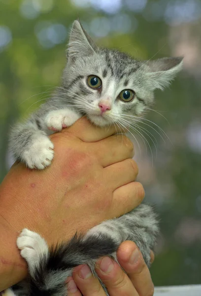 Cute Gray White Tabby Kitten Hands — Stock Photo, Image