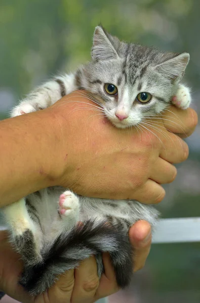 Schattig Grijs Met Wit Tabby Kitten Handen — Stockfoto