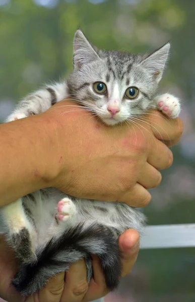 Bonito Cinza Com Branco Tabby Gatinho Mãos — Fotografia de Stock