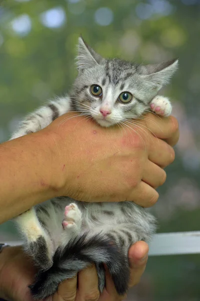 Cute Gray White Tabby Kitten Hands — Stock Photo, Image