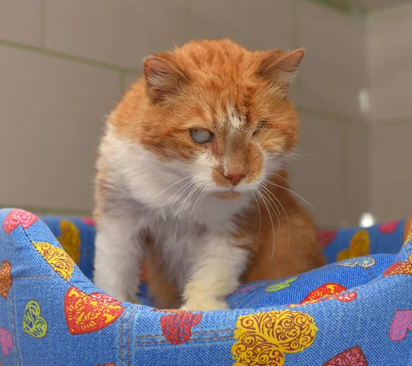 sick ginger cat with an eyesore at an animal shelter