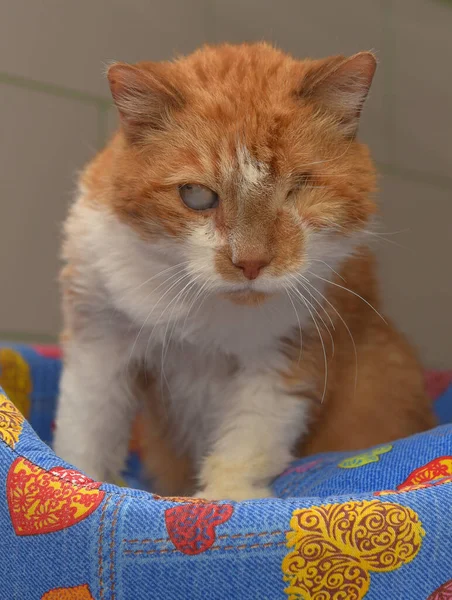 sick ginger cat with an eyesore at an animal shelter