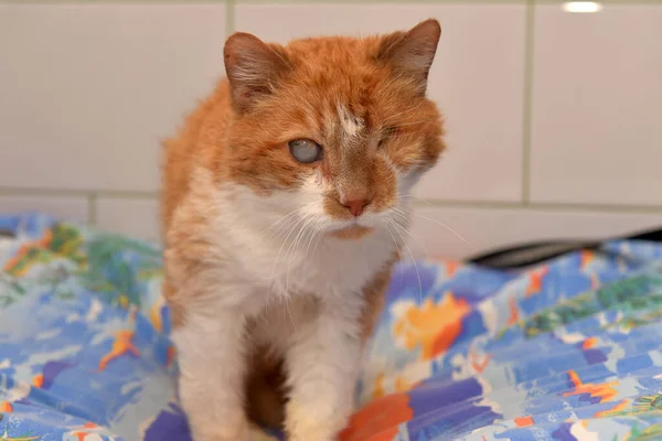 sick ginger cat with an eyesore at an animal shelter