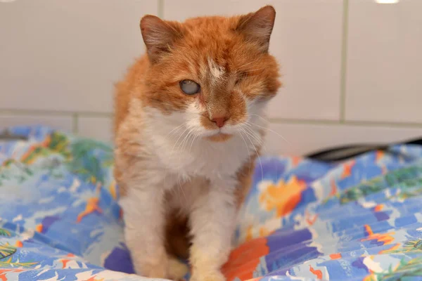 sick ginger cat with an eyesore at an animal shelter