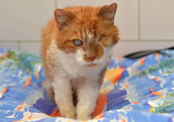 sick ginger cat with an eyesore at an animal shelter