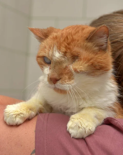 sick ginger cat with an eyesore at an animal shelter