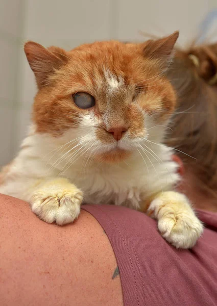 sick ginger cat with an eyesore at an animal shelter