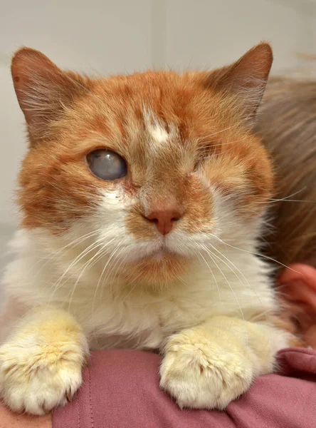 sick ginger cat with an eyesore at an animal shelter