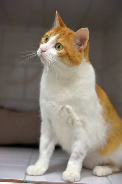 Lindo Gato Rojo Blanco Refugio Animales — Foto de Stock