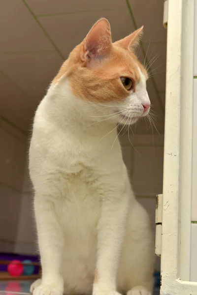 Süße Rot Weiße Katze Tierheim — Stockfoto