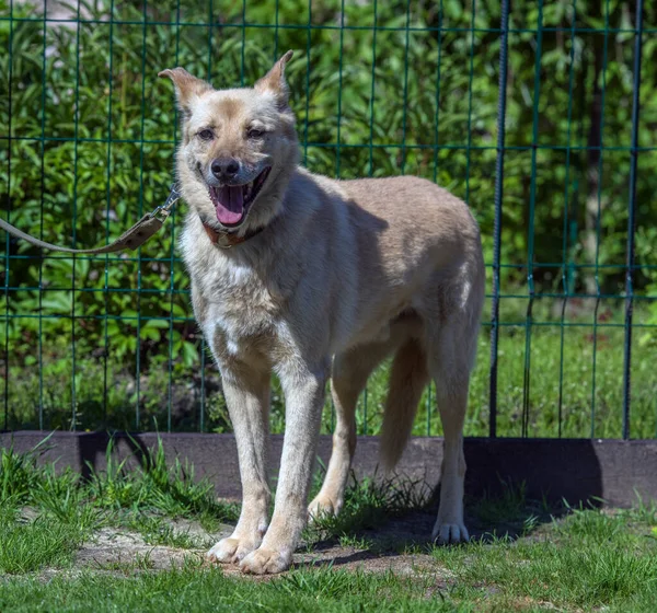 Cão Rafeiro Bege Leve Uma Coleira Contra Contexto Verdura Verão — Fotografia de Stock