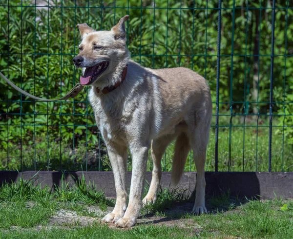 Light Beige Mongrel Dog Leash Background Greenery Summer — Zdjęcie stockowe