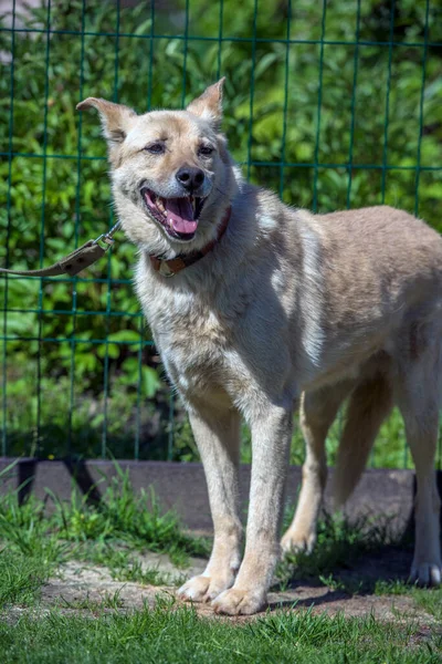 Heller Beiger Mischlingshund Der Leine Vor Grünem Hintergrund Sommer — Stockfoto