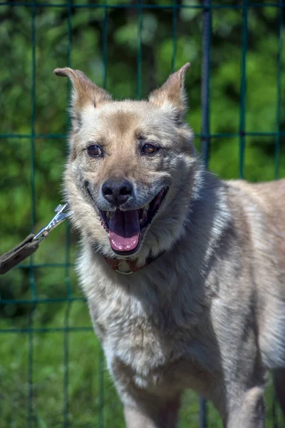 Heller Beiger Mischlingshund Der Leine Vor Grünem Hintergrund Sommer — Stockfoto