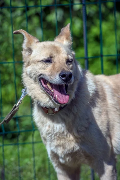 Heller Beiger Mischlingshund Der Leine Vor Grünem Hintergrund Sommer — Stockfoto