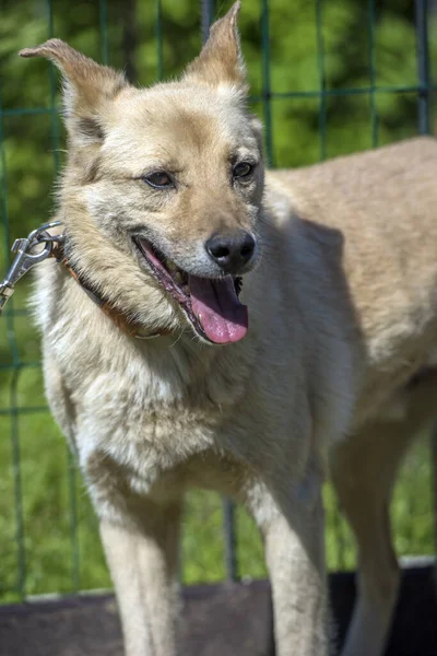 Heller Beiger Mischlingshund Der Leine Vor Grünem Hintergrund Sommer — Stockfoto