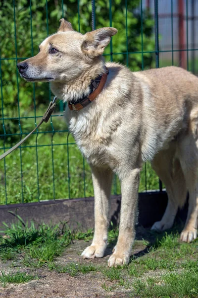 Cane Bastardo Beige Chiaro Guinzaglio Uno Sfondo Verde Estate — Foto Stock